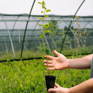 Image of a black cherry seedling.
